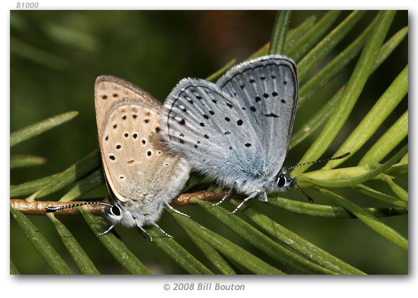 Image of Greenish Blue