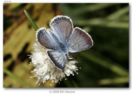 Image of Greenish Blue