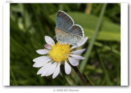 Image of Greenish Blue