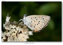 Image of Greenish Blue