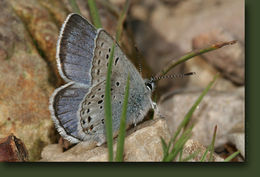 Image of Greenish Blue