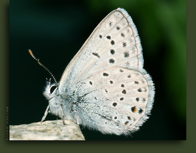 Image of Greenish Blue