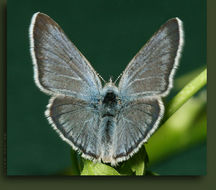 Image of Greenish Blue