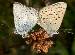 Image of Greenish Blue