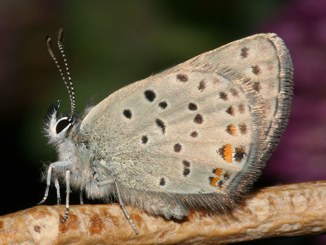 Image of Greenish Blue