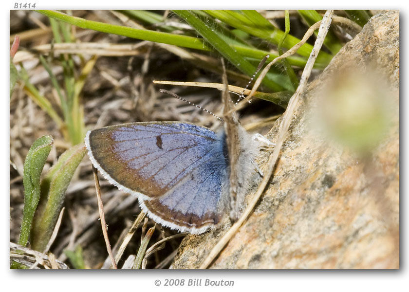 Plebejus shasta (Edwards 1862) resmi