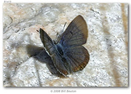 Plebejus shasta (Edwards 1862) resmi