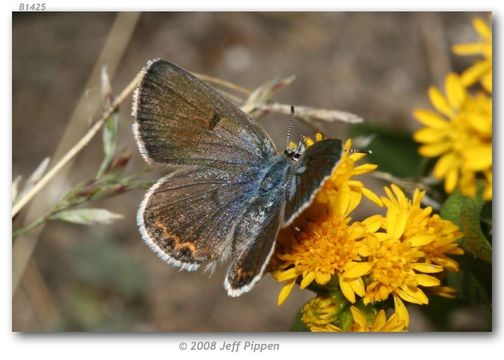 Imagem de Plebejus shasta (Edwards 1862)