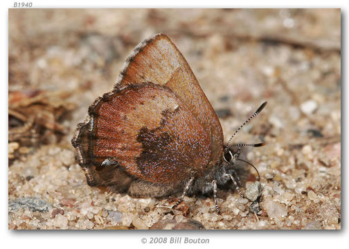 Image of Brown Elfin