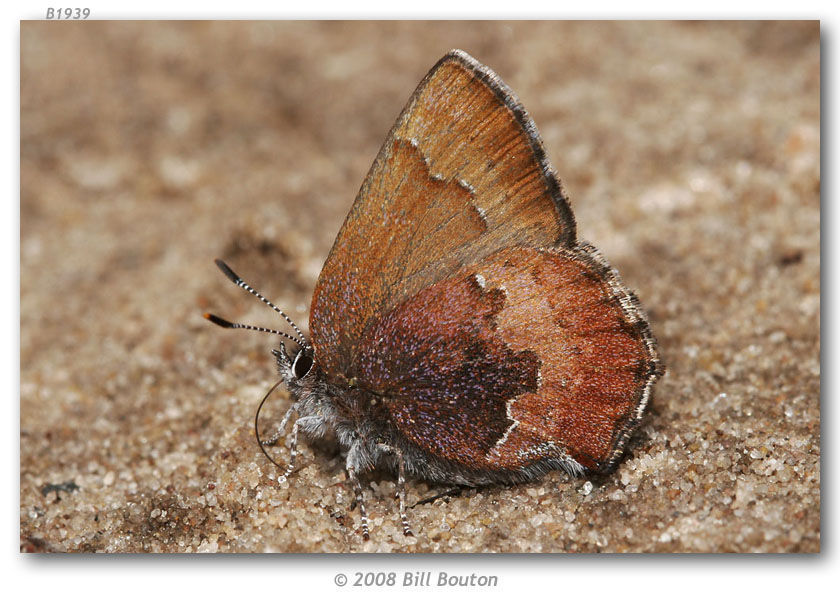 Plancia ëd <i>Callophrys augustinus</i> (Westwood)