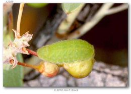 Plancia ëd <i>Callophrys augustinus</i> (Westwood)