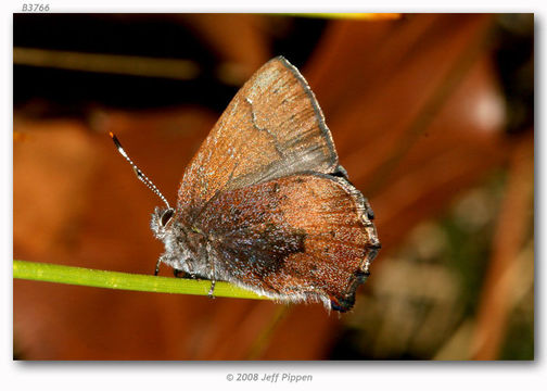 Plancia ëd <i>Callophrys augustinus</i> (Westwood)