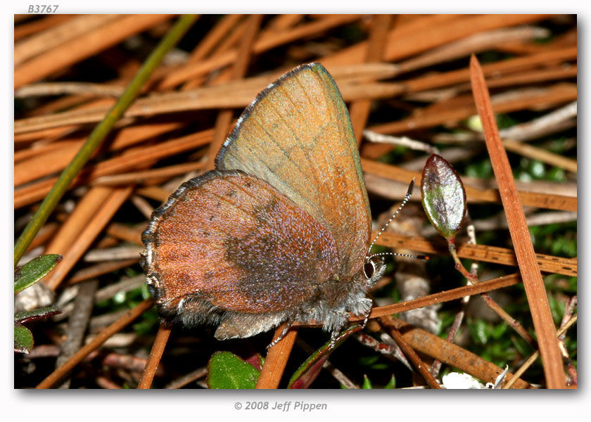 Plancia ëd <i>Callophrys augustinus</i> (Westwood)