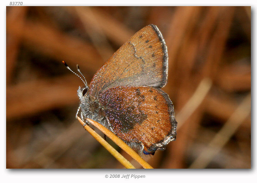 Image of Brown Elfin