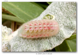 Image of Lotus Hairstreak