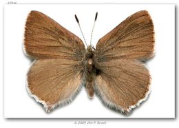 Image of Lotus Hairstreak