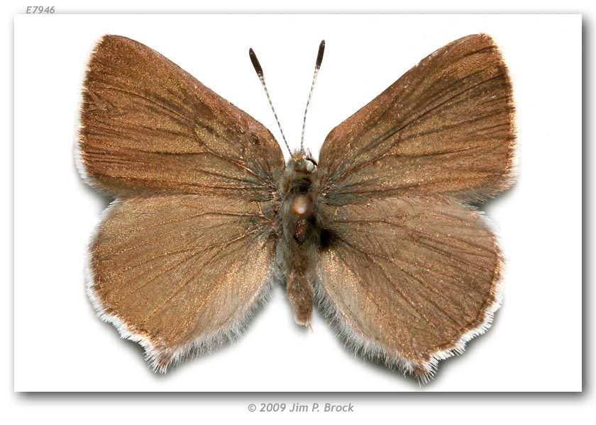 Image of Lotus Hairstreak