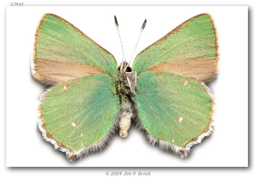 Image of Lotus Hairstreak