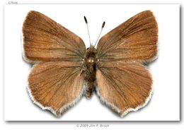 Image of Lotus Hairstreak