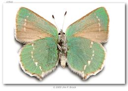 Image of Lotus Hairstreak