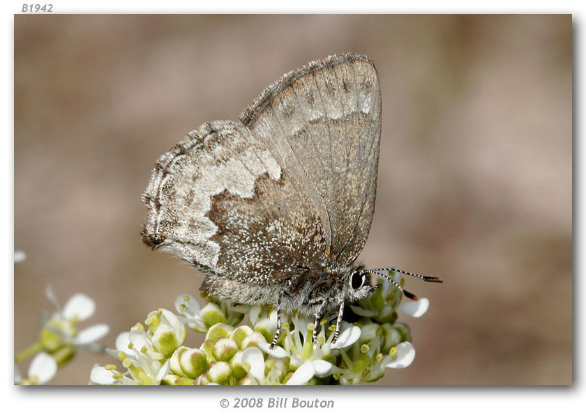 Image of Desert Elfin