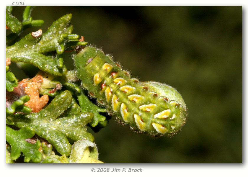 Image of Desert Elfin