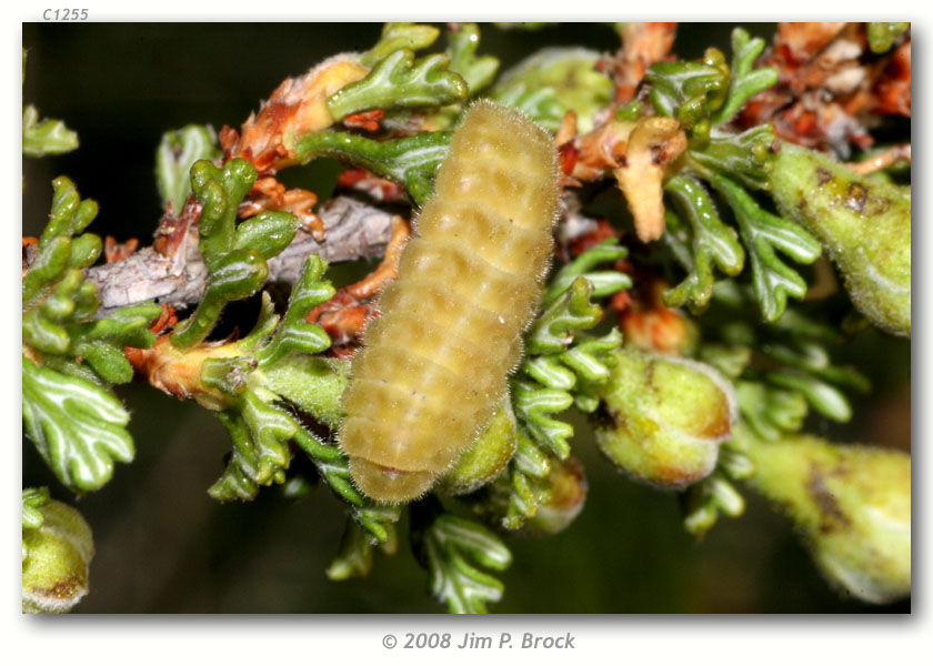 Image of Desert Elfin