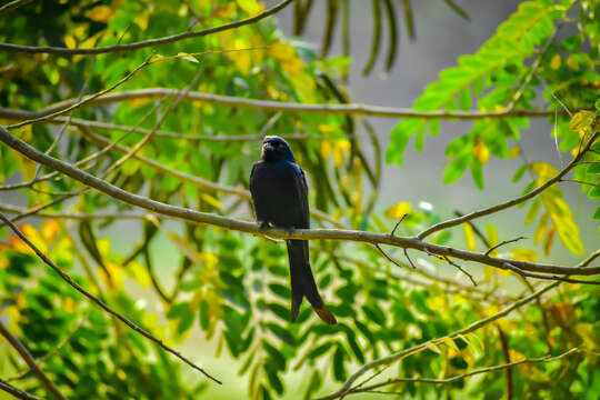 Image of Black Drongo