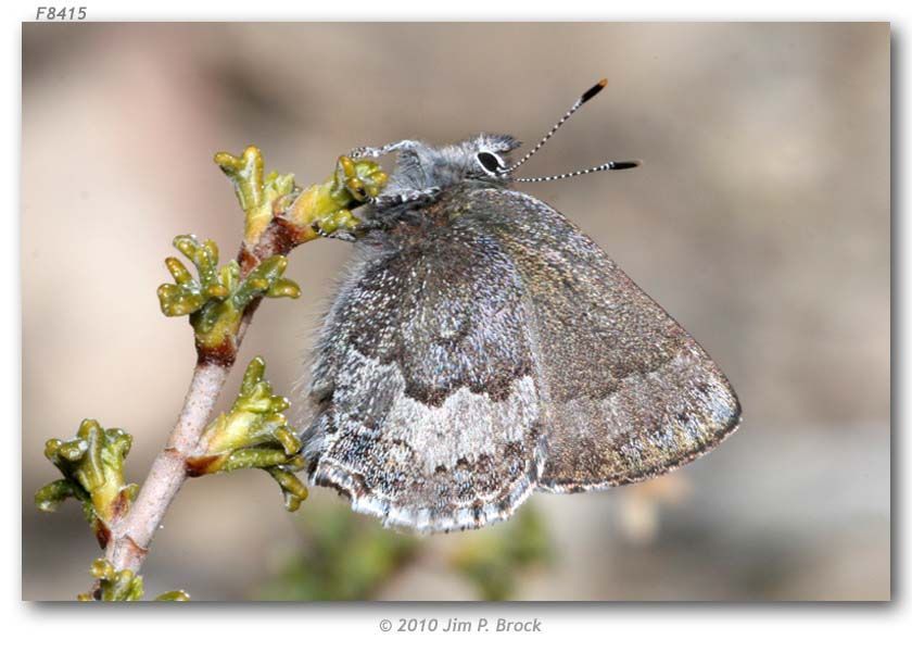 Image of Desert Elfin