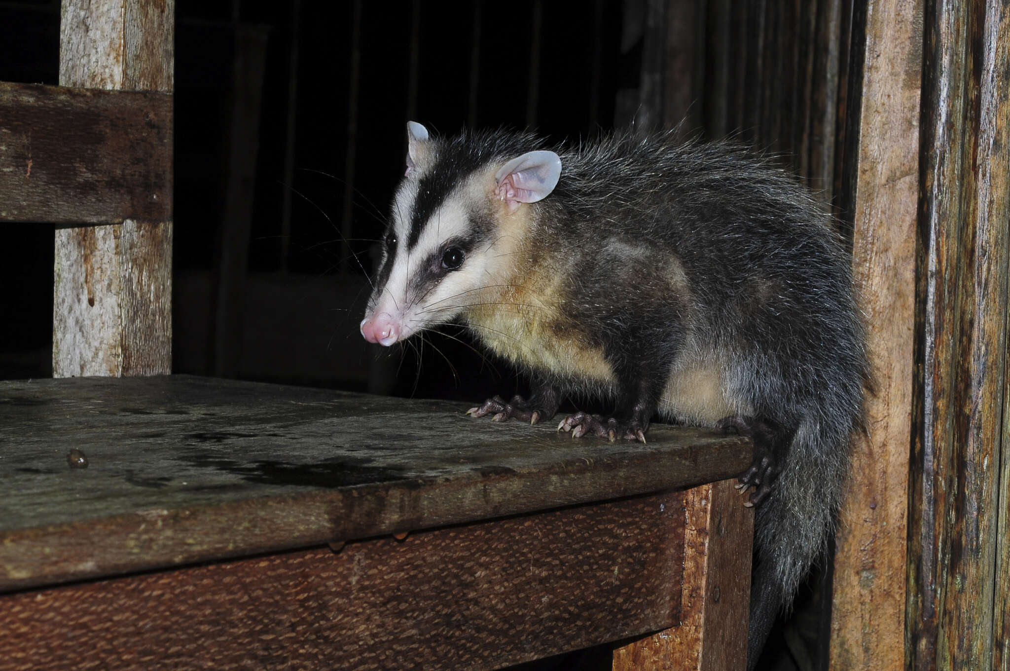 Image of Andean White-eared Opossum