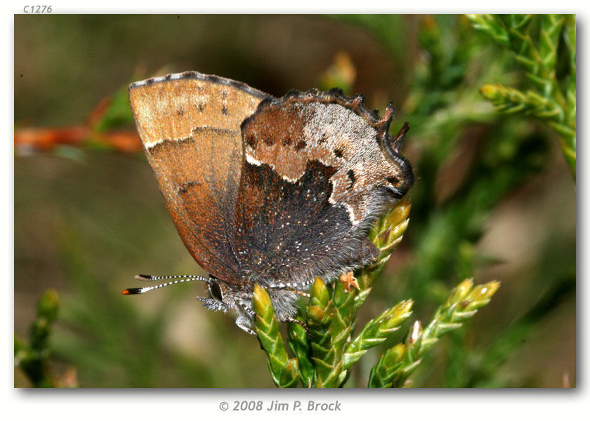 Sivun Incisalia henrici (Grote & Robinson 1867) kuva