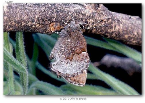 Sivun Incisalia henrici (Grote & Robinson 1867) kuva