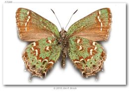 Image of Hessel's Hairstreak