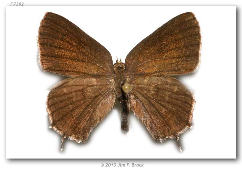 Image of Hessel's Hairstreak