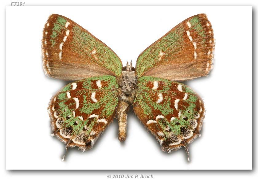 Image of Hessel's Hairstreak