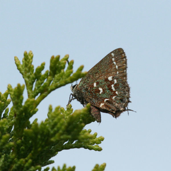 Image of Hessel's Hairstreak