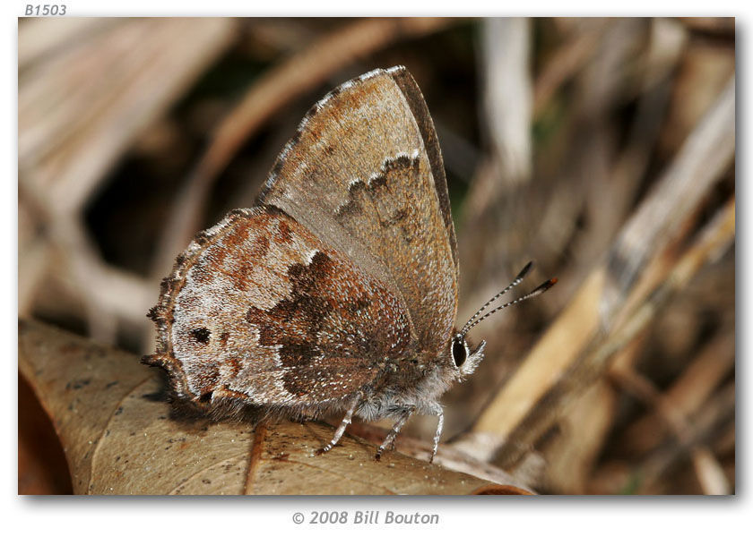 Plancia ëd <i>Callophrys irus</i> (Godart 1824)