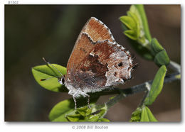 Plancia ëd <i>Callophrys irus</i> (Godart 1824)