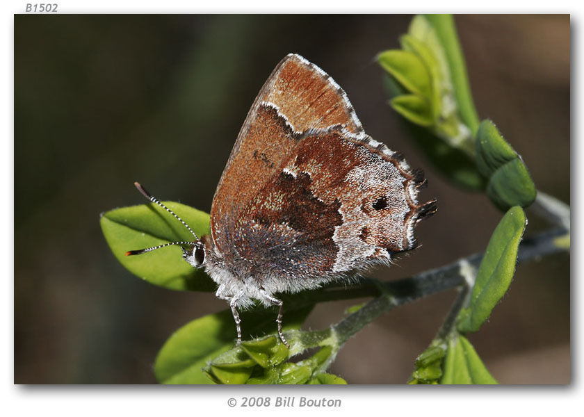 Plancia ëd <i>Callophrys irus</i> (Godart 1824)