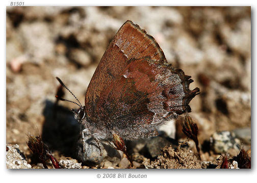 Plancia ëd <i>Callophrys irus</i> (Godart 1824)