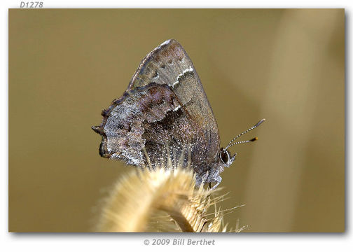 Plancia ëd <i>Callophrys irus</i> (Godart 1824)