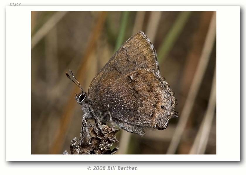 Plancia ëd <i>Callophrys irus</i> (Godart 1824)