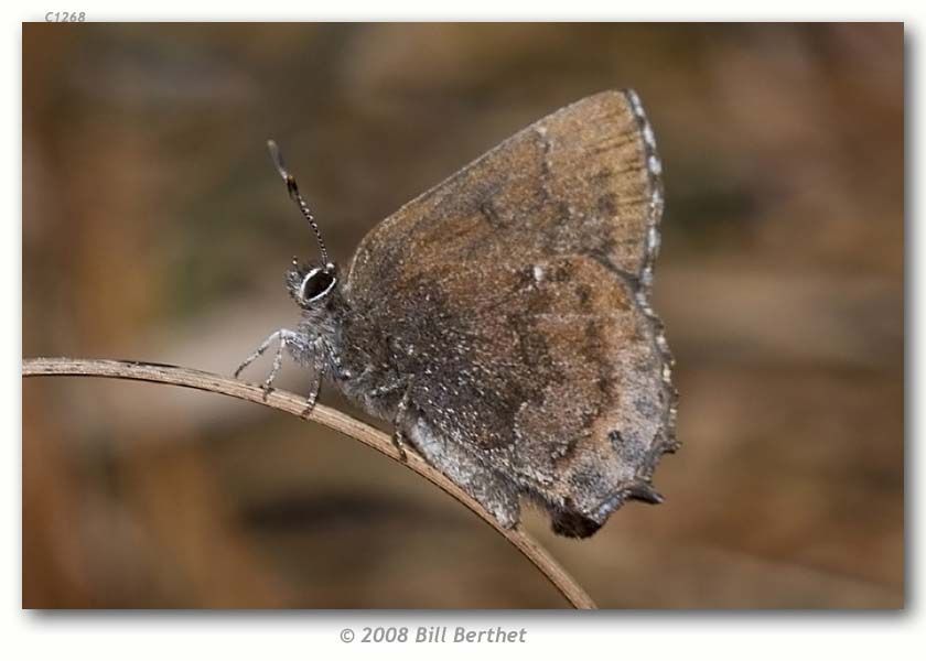 Image of Frosted Elfin