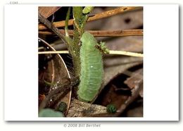 Image of Frosted Elfin