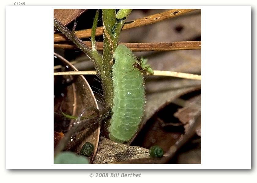 Image of Frosted Elfin