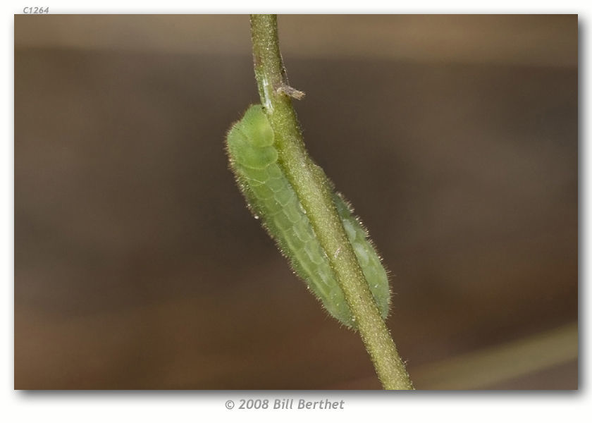 Image of Frosted Elfin