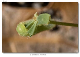 Image of Frosted Elfin