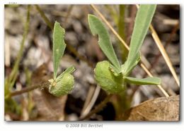 Image of Frosted Elfin