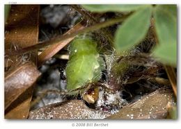 Image of Frosted Elfin