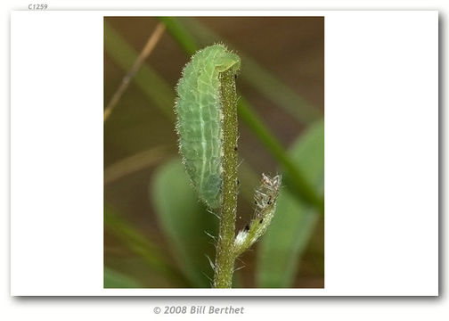 Image of Frosted Elfin